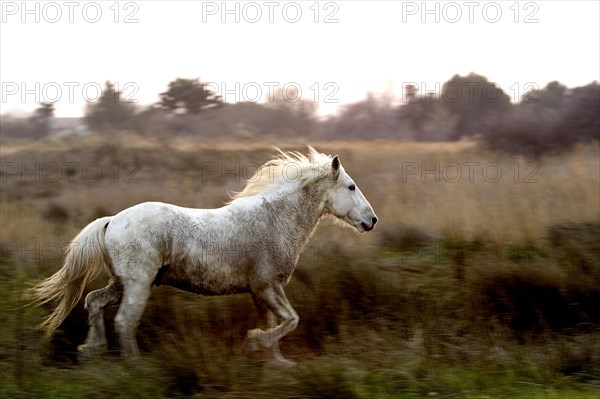 Camargue horse