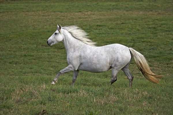 Connemara Pony