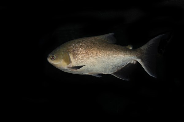 Black Pacu