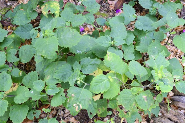 Indian Patchouli