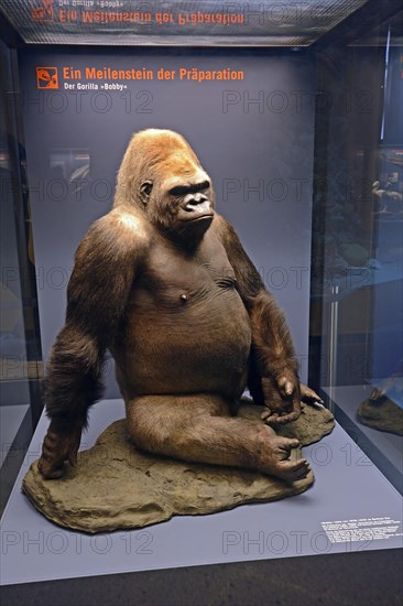 Specimen of Gorillas