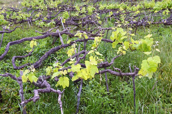 Old vines in the Orotava Valley