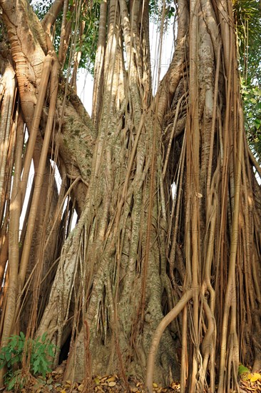 Banyan fig