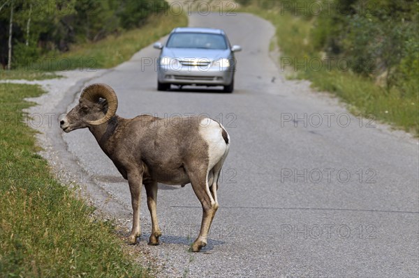 Bighorn sheep