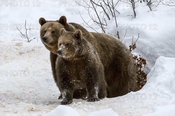 Female and 1-year-old European brown bear