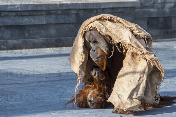 Sumatran orangutan