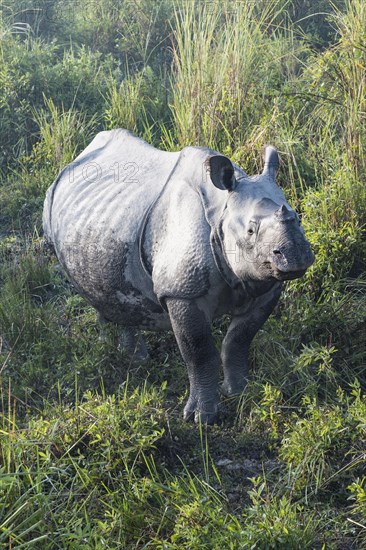 Indian rhinoceros