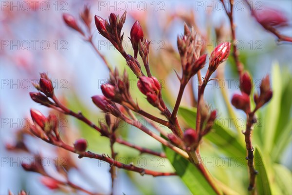 Oleander