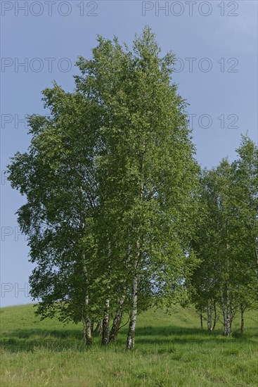 Warty birches