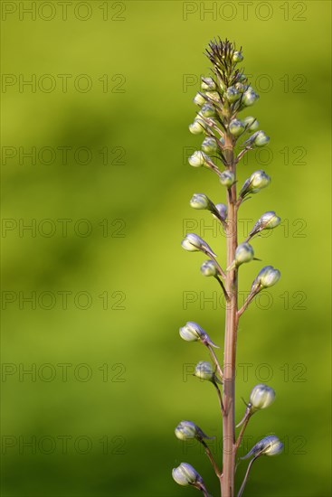 Forking larkspur