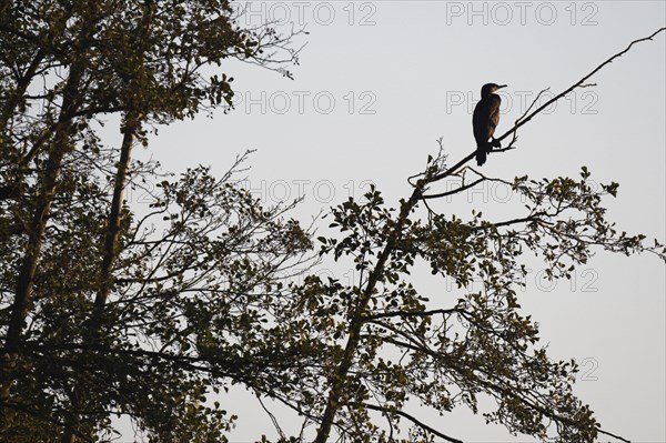 Great cormorant