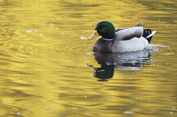 Mallard