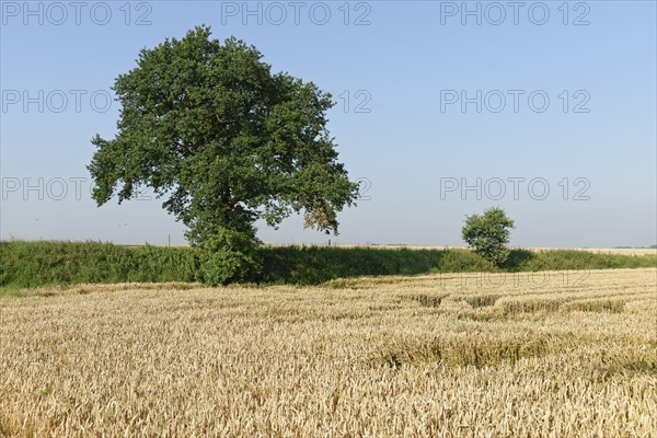 Common oak