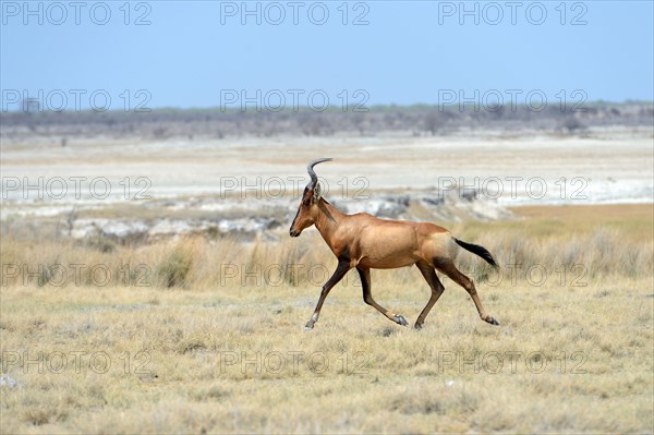 Hartebeest