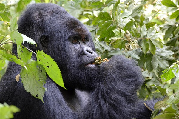 Portrait of a male silverback mountain gorilla