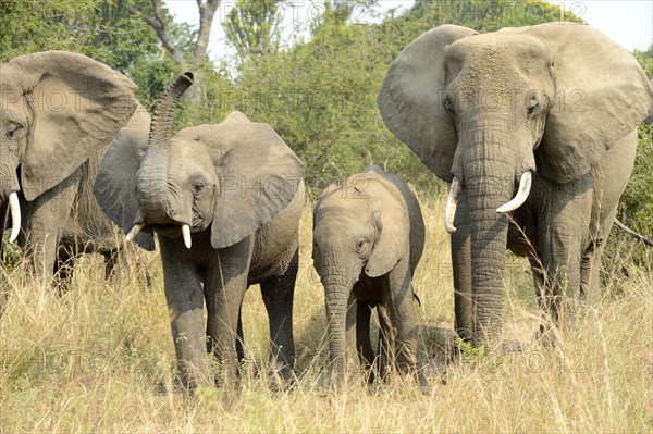 African elephant