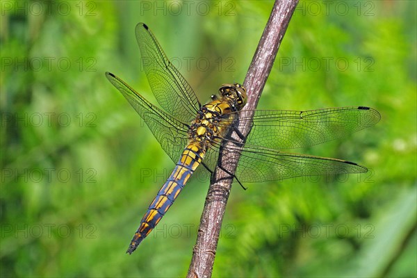 Large blue arrow