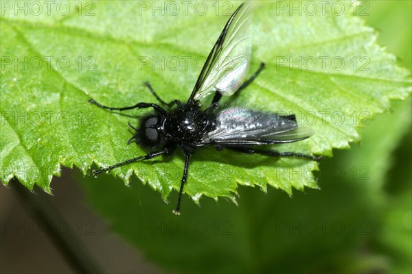 March fly