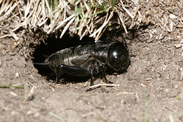 Field cricket