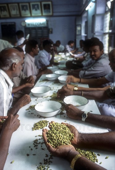 Quality of cardamom being assessed in cardamom auction centre at Bodinayakanur in Tamil Nadu