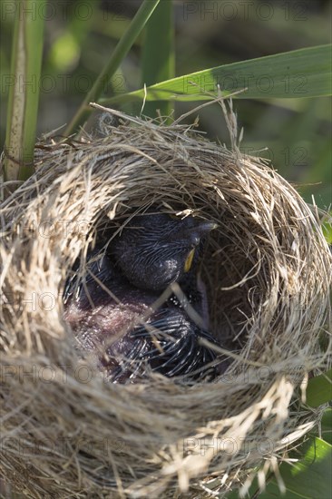 Common Cuckoo