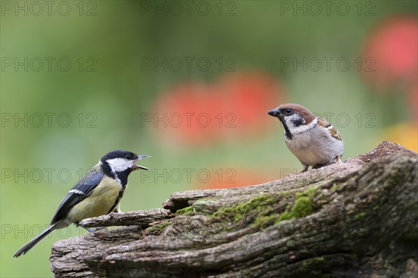 Great tit