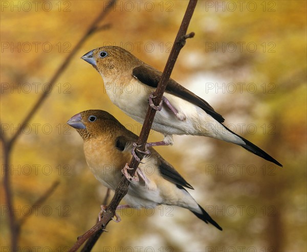 African Silverbill