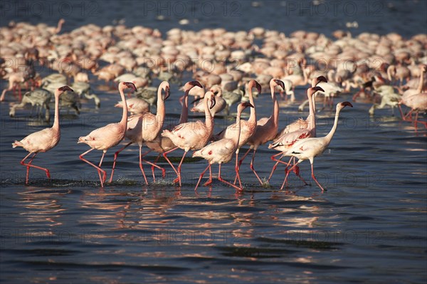 Lesser Flamingo