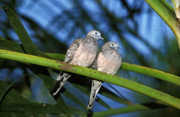 Peaceful Dove