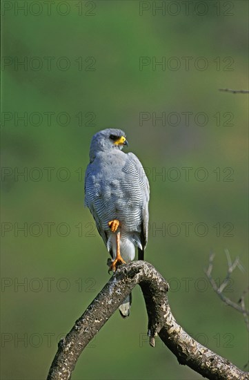 Pale Chanting Goshawk