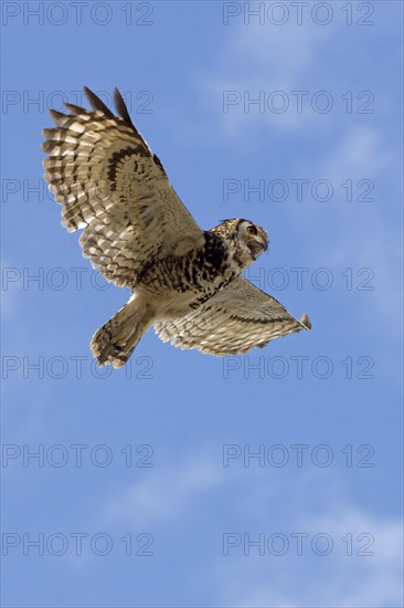 Cape Eagle Owl