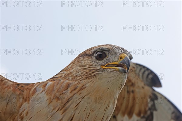 Long legged Buzzard