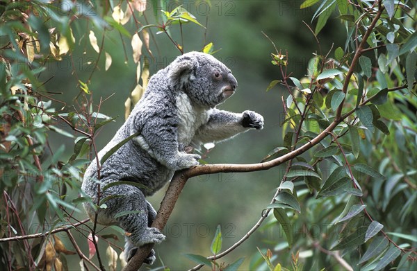 Koala