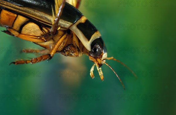 Great diving beetle