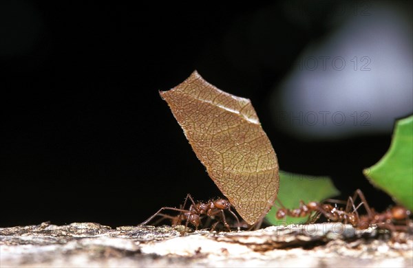 Leaf-Cutter Ant