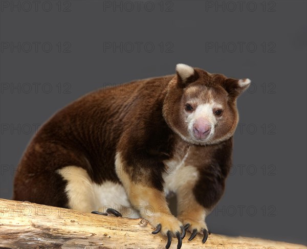 Matschie's tree kangaroo