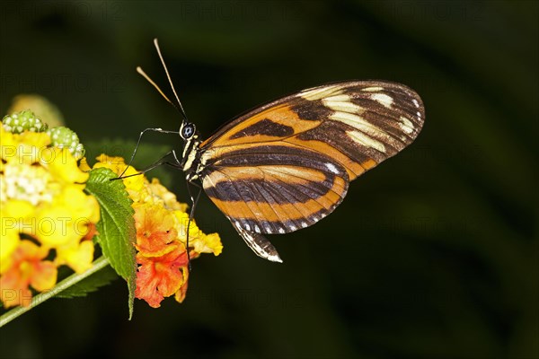 Eueides butterfly