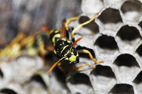 Common Wasp