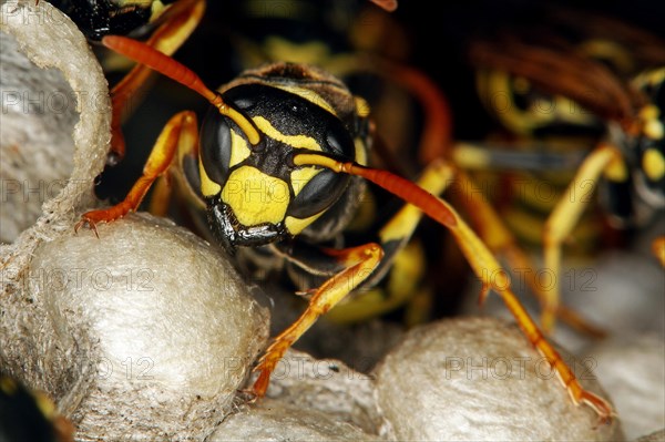 Common Wasp