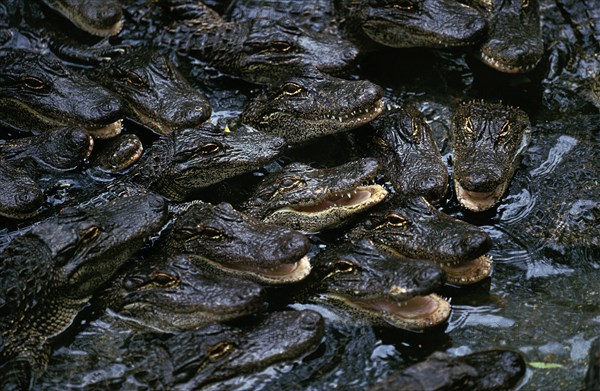 American Crocodile