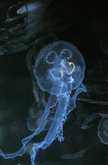 Common jellyfish or moon jellyfish