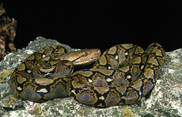 Reticulated python