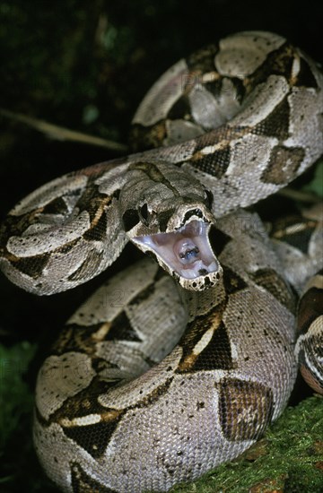 Boa constrictor