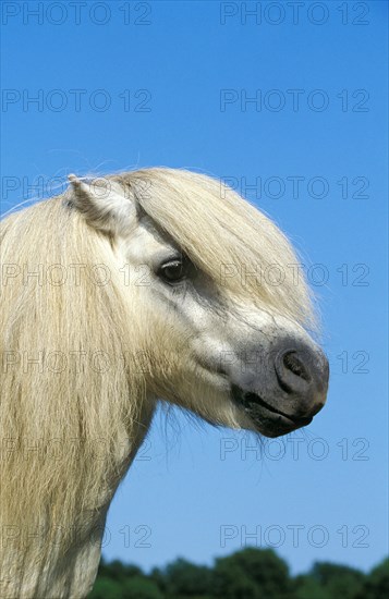 Shetland pony