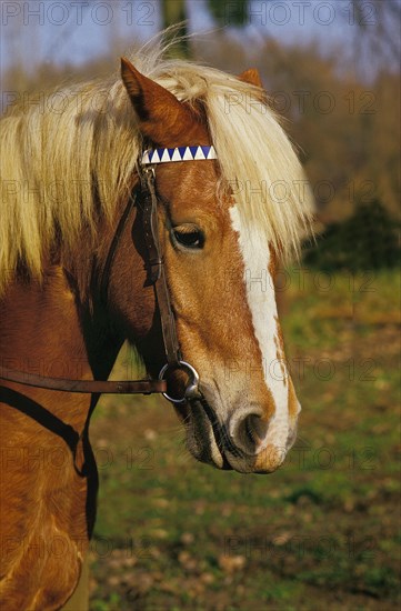 HAFLINGER PONY