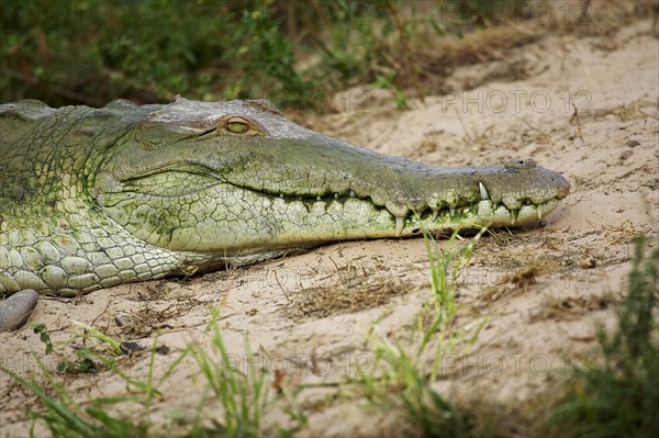 Orinoco Crocodile