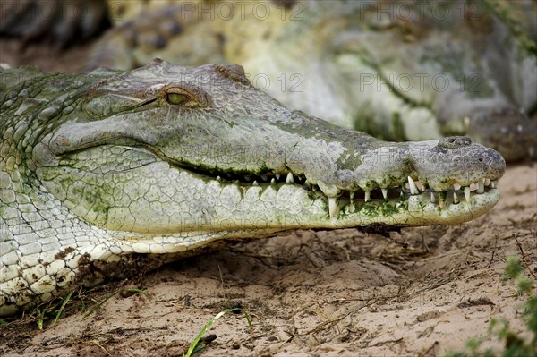 Orinoco Crocodile