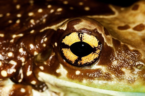 AMAZON MILK FROG