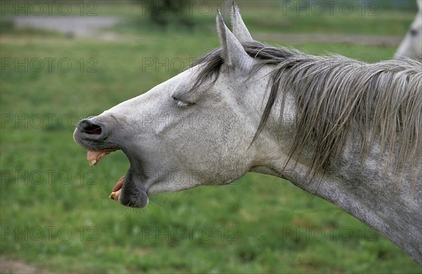 Lipizzaner horse