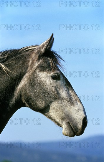 Lipizzaner horse